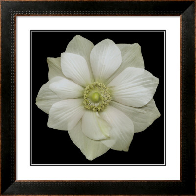 Garden Anemone by Harold Feinstein Pricing Limited Edition Print image