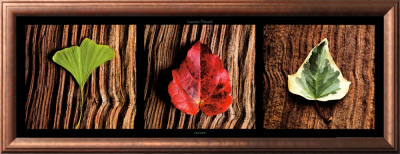 Leaves by Laurent Pinsard Pricing Limited Edition Print image