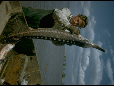 Fisherman Hefting Osetra Sturgeon Caught Sweep Netting Into Boat, In Volga River Delta, Russia by Carl Mydans Pricing Limited Edition Print image