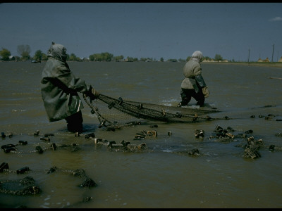 Kazakh Sweep Net Fishing For Osetra Sturgeon At Tanya Molodeznaya In Volga River Delta, Russia by Carl Mydans Pricing Limited Edition Print image