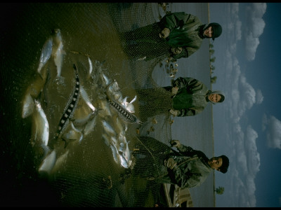 Sweep Net Fishing For Osetra Sturgeon At Tanya Avangardnaya In Volga River Delta, Russia by Carl Mydans Pricing Limited Edition Print image