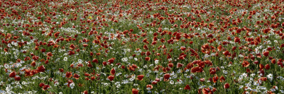 Poppies And Daisies, Gotland, Sweden by Lena Paterson Pricing Limited Edition Print image