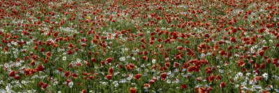 Poppies And Daisies, Gotland, Sweden by Lena Paterson Pricing Limited Edition Print image