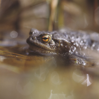 Close-Up Of A Frog In Water by Bjorn Alander Pricing Limited Edition Print image