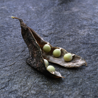 A Bean Pod by Mikael Andersson Pricing Limited Edition Print image