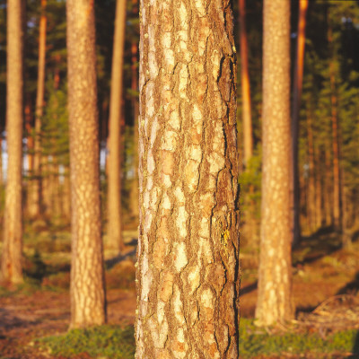 Pine Trees In A Forest by Per-Erik Adamsson Pricing Limited Edition Print image