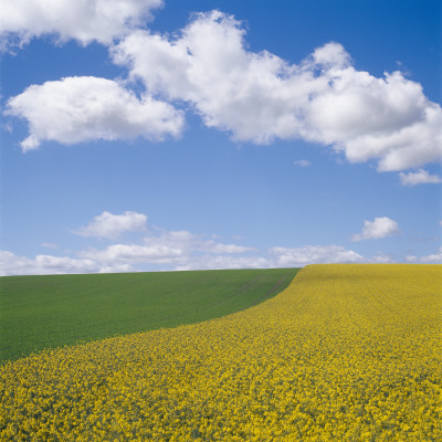 A Field In Skane, Sweden by Ove Eriksson Pricing Limited Edition Print image