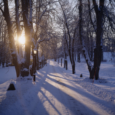 Road Running Through A Snow Covered Forest by Tommy Nilsson Pricing Limited Edition Print image