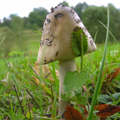 Even Mushrooms Like A Nice View by Gerlinde Hofmann Pricing Limited Edition Print image