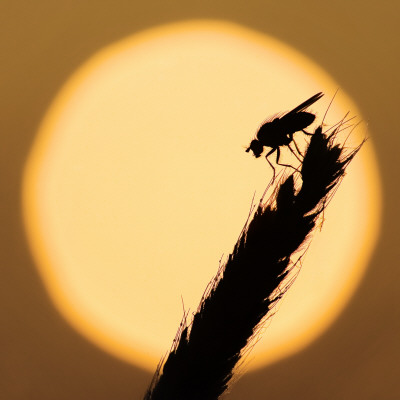 Silhouette Of A Fly Resting On A Plant by Mattias Nilsson Pricing Limited Edition Print image