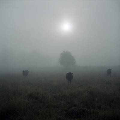 Cows In A Pasture In Fog by Mikael Andersson Pricing Limited Edition Print image