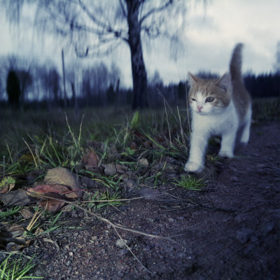 A Kitten Talking A Walk by Mikael Andersson Pricing Limited Edition Print image