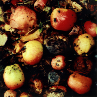 Rotten Apples Lying On The Ground by Mikael Bertmar Pricing Limited Edition Print image