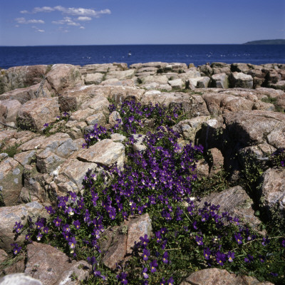 Wildflowers On Rocky Seaside by Mikael Bertmar Pricing Limited Edition Print image