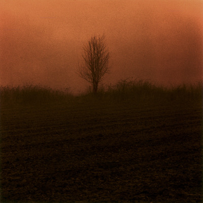 A Single, Bare Tree by Mikael Bertmar Pricing Limited Edition Print image