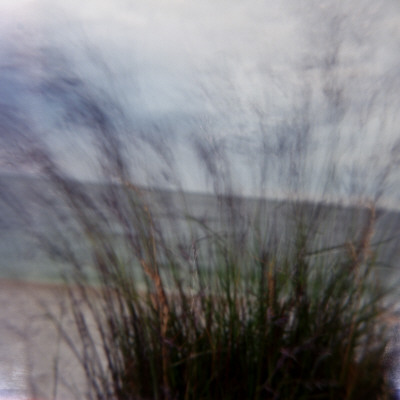 Close-Up Of Grass On The Beach, Sweden by Mikael Andersson Pricing Limited Edition Print image