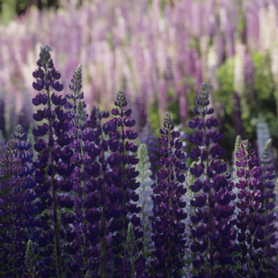 Purple Lupines by Mikael Andersson Pricing Limited Edition Print image