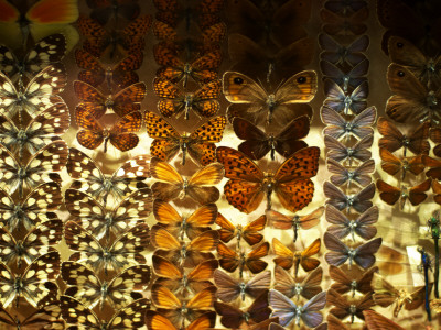 Butterfly Specimens In A Display Cabinet by Barbara Fischer Pricing Limited Edition Print image