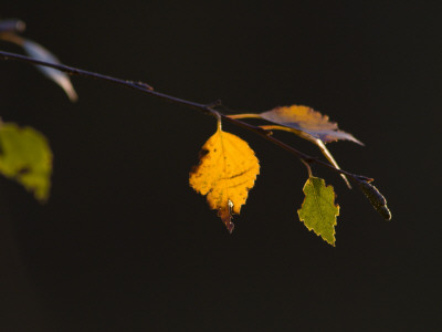 Close-Up Of Leaves On A Branch by Bjorn Wiklander Pricing Limited Edition Print image