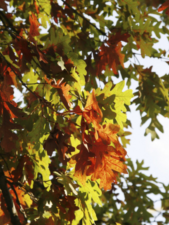 Fall Leaves by Ben Greer Pricing Limited Edition Print image
