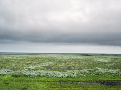 Carpet Of Wildflowers On A Lava Field, Iceland by Atli Mar Hafsteinsson Pricing Limited Edition Print image