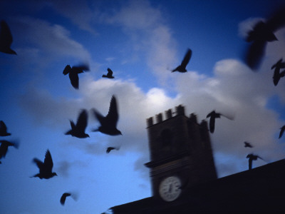 Pigeons And A Tower Clock by David Skoog Pricing Limited Edition Print image