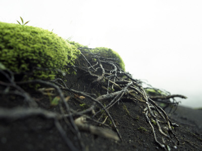 Dead Plants, Moss, Highlands, Iceland by Atli Mar Hafsteinsson Pricing Limited Edition Print image