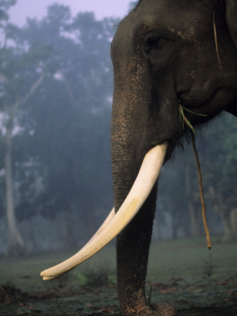 An Elephant by Anders Blomqvist Pricing Limited Edition Print image
