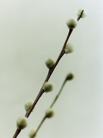 A Branch Of A Willow by Ann Eriksson Pricing Limited Edition Print image