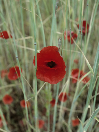 Red Poppies by Ann Eriksson Pricing Limited Edition Print image