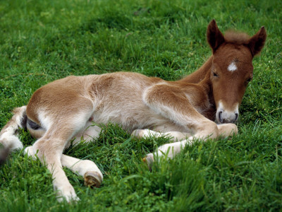 A Little Foal Lying In A Field by Arnaldur Halldorsson Pricing Limited Edition Print image
