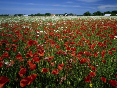 Field Of Blooming Poppies, Gotland, Sweden by Anders Ekholm Pricing Limited Edition Print image
