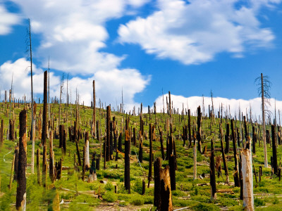 Burnt Trees In A Forest by Eddy Joaquim Pricing Limited Edition Print image