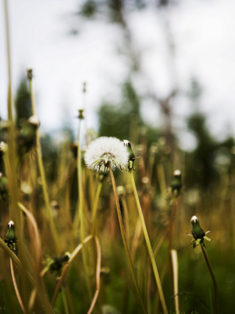 A Blow Ball by Gunnar Svanberg Skulasson Pricing Limited Edition Print image