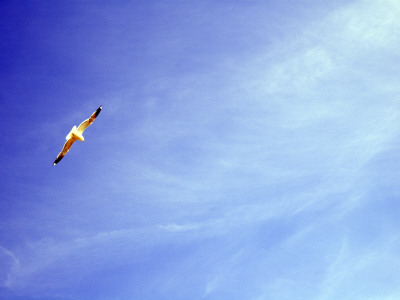 A Bird In The Sky, Stockholm, Sweden by Inger Bladh Pricing Limited Edition Print image