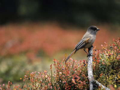 A Siberian Jay (Perisoreus Infaustus) by Hannu Hautala Pricing Limited Edition Print image