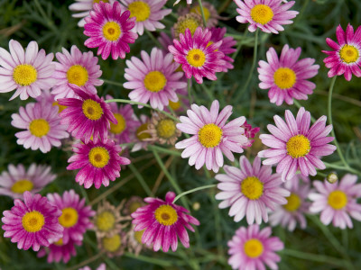 Close-Up Of Flowers by Jann Lipka Pricing Limited Edition Print image