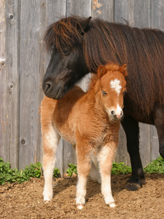 A Pony And Her Foal, Sweden by Jorgen Larsson Pricing Limited Edition Print image