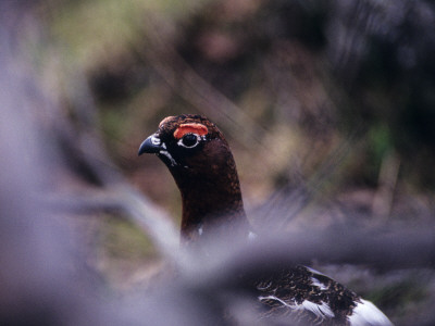 A Male Ptarmigan by Jorgen Larsson Pricing Limited Edition Print image