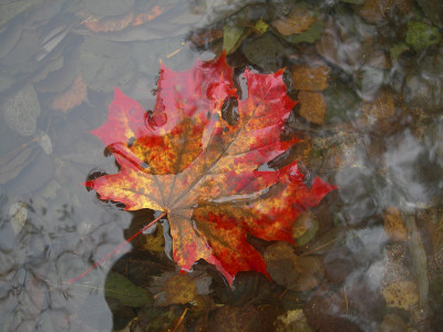 High Angle View Of A Maple Leaf Floating On Water by Jorgen Larsson Pricing Limited Edition Print image