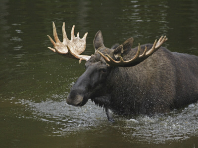 Moose (Alces Alces) Standing In Water by Jorgen Larsson Pricing Limited Edition Print image