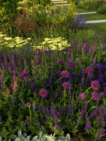 Herbacous Borders With Pink, Purple And Yellow Planting, (Chelsea 2007), Designer: Robert Myers by Clive Nichols Pricing Limited Edition Print image