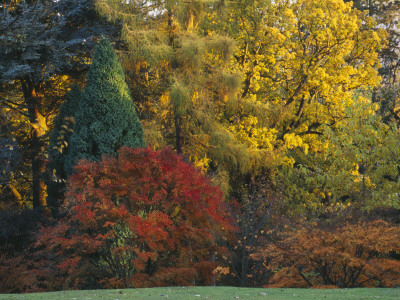 Batsford Arboretum, Gloucestershire - Acer Palmatum And Trees In Autumnal Colours by Clive Nichols Pricing Limited Edition Print image