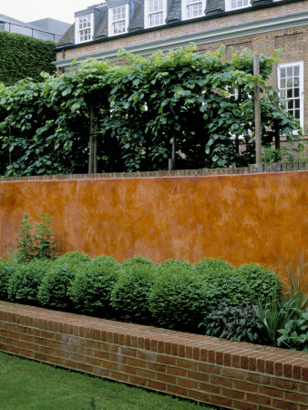 View Of Italian Polished Plaster Wall Backs Raised Bed With Box Balls, Modernists Town Garden by Clive Nichols Pricing Limited Edition Print image