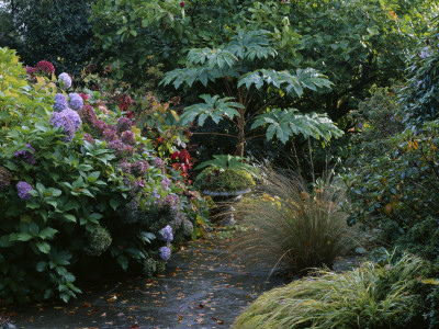 Lakemount, Ireland - Hydrangeas Line Woodland Pathway In Autumnal Setting, Designer: Brian Cross by Clive Nichols Pricing Limited Edition Print image
