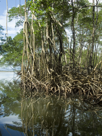 Mangrove, Los Haitises National Park, Dominican Republic by Natalie Tepper Pricing Limited Edition Print image