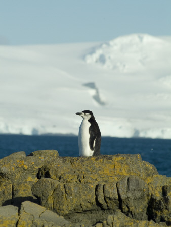 Chinstrap Penguin, Aitcho Island, Antarctica by Natalie Tepper Pricing Limited Edition Print image