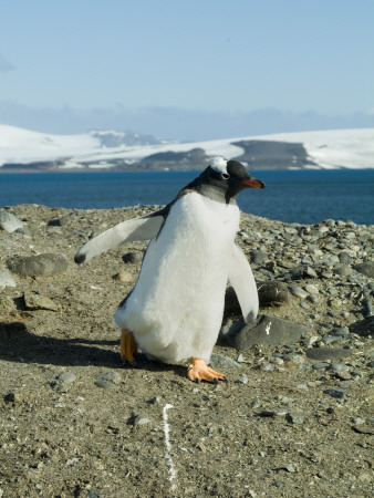 Gentoo Penguin, Aitcho Island, Antarctica by Natalie Tepper Pricing Limited Edition Print image