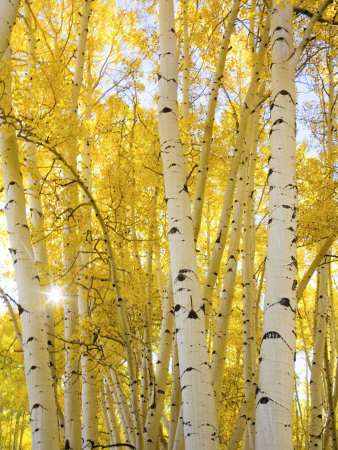 Autumn Aspens Along Last Dollar Road, Colorado, Usa by Terry Eggers Pricing Limited Edition Print image