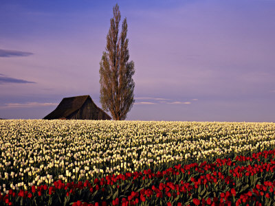 Red And White Tulip Fields, Skagit Valley, Washington, Usa by Charles Crust Pricing Limited Edition Print image